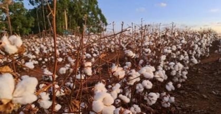 Abrapa pede política de estado para competitividade do algodão