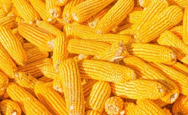 Exportações dos EUA devem definir rumo dos preços de milho