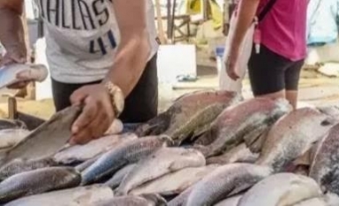 Reabertura do mercado europeu pode ampliar exportações de pescado em 20%