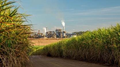 150 t/ha: Como o CTC quer dobrar a produtividade da cana até 2040