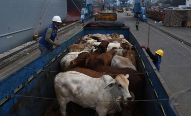 Exportações de bovinos vivos bateram recorde para o mês de agosto