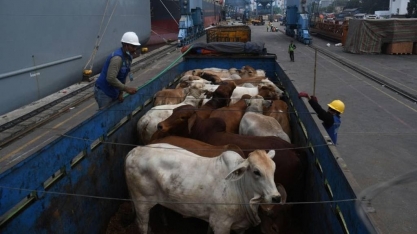 Exportações de bovinos vivos bateram recorde para o mês de agosto