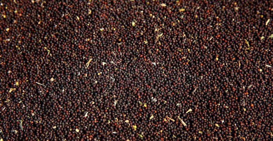 RS: Canola dobra área e ganha espaço como matéria-prima para biodiesel