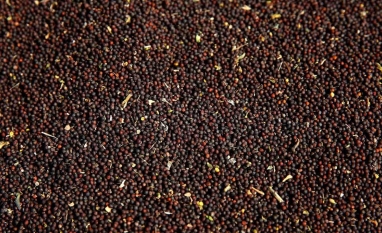 RS: Canola dobra área e ganha espaço como matéria-prima para biodiesel