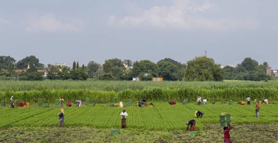 Crise global do açúcar afeta produção e consumo na Índia