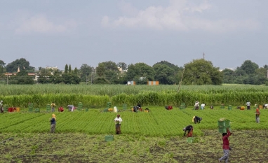 Crise global do açúcar afeta produção e consumo na Índia