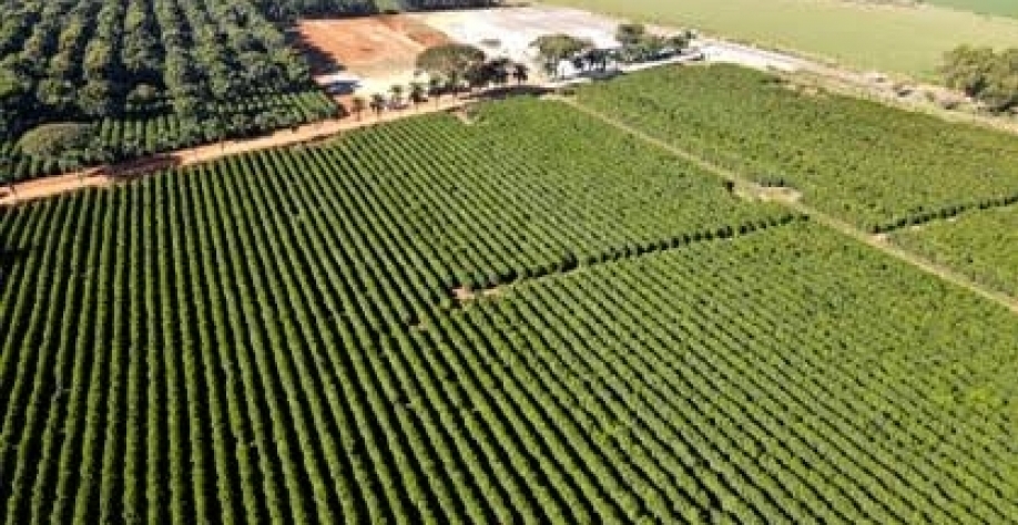 Segundo maior produtor de café do Brasil avança em recuperação judicial