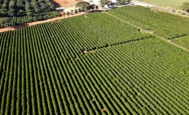 Segundo maior produtor de café do Brasil avança em recuperação judicial