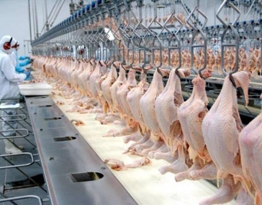 Exportações de carne de frango avançaram 5,8% entre janeiro e julho de 2019  | Brasilagro