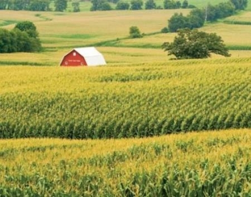 USDA eleva previsão de safra de milho dos EUA; reduz estimativa ...