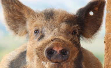 Novos criadores de suínos da China querem superar ciclo de 'sobe e desce'