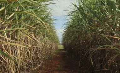 Fornecedores de cana lutam contra “mão de ferro” dos usineiros