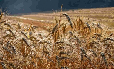 Trigo atinge máxima de quase 9 anos em Chicago por forte demanda